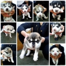 Image pour l'annonce A réserver chiots husky siberien lof