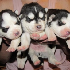 Image pour l'annonce A réserver chiots husky siberien lof