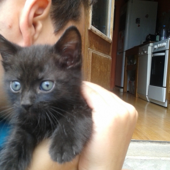 Image pour l'annonce Donne Chaton