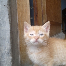 Image pour l'annonce Donne Chaton