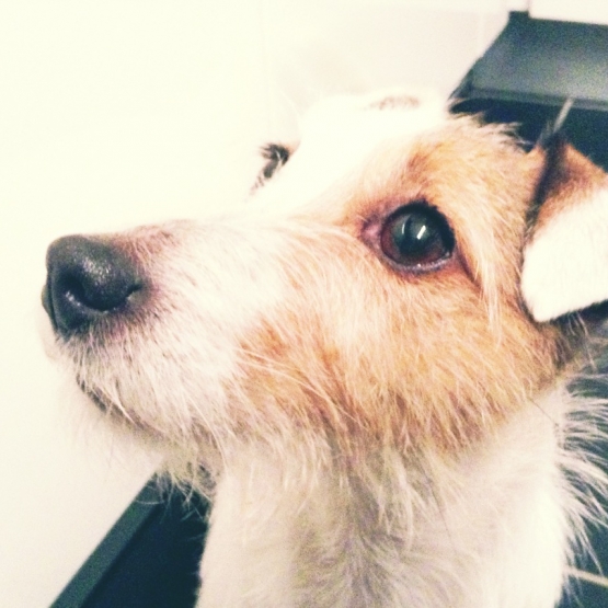 Image pour l'annonce pet sitting, pension, gardiennage