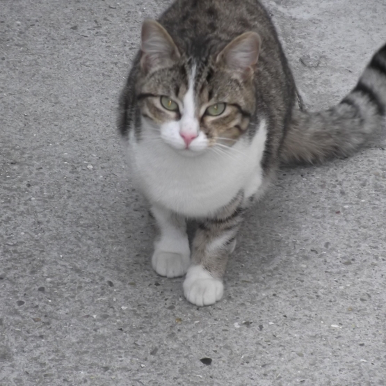 Image pour l'annonce Donne Chat tigré de 8 mois