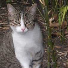 Image pour l'annonce Donne Chat tigré de 8 mois