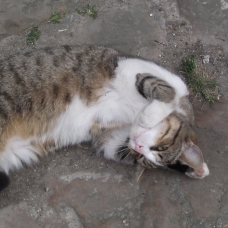 Image pour l'annonce Donne Chat tigré de 8 mois