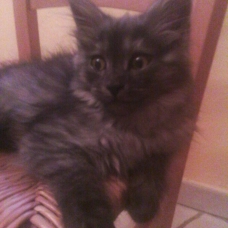 Image pour l'annonce Magnifique chaton maine coon