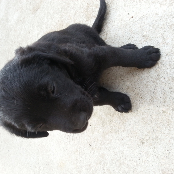 Image pour l'annonce A RESERVER CHIOTS LABRADOR CROISES BORDER COLLIE