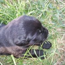 Image pour l'annonce A RESERVER CHIOTS LABRADOR CROISES BORDER COLLIE