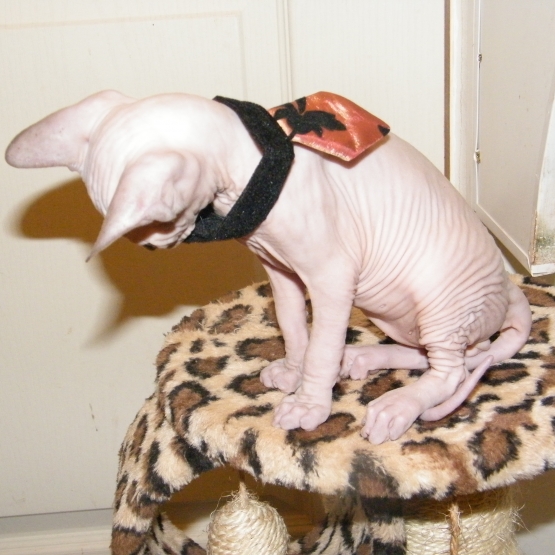 Image pour l'annonce VENDS 2 FEMELLES ET 4 MALES BB SPHYNX AU LOOF NON STERILISES