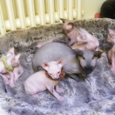 Image pour l'annonce VENDS 2 FEMELLES ET 4 MALES BB SPHYNX AU LOOF NON STERILISES