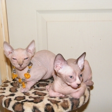 Image pour l'annonce VENDS 2 FEMELLES ET 4 MALES BB SPHYNX AU LOOF NON STERILISES