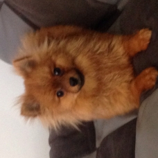 Image pour l'annonce Vend Spitz Nain de 8 mois