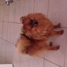 Image pour l'annonce Vend Spitz Nain de 8 mois