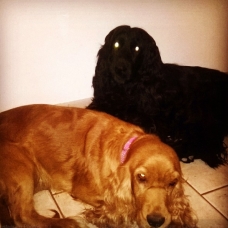 Image pour l'annonce adorables    chiots  cocker  golden
