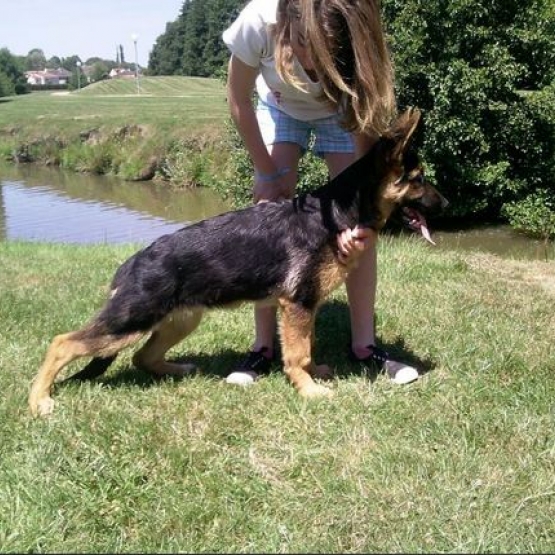 Image pour l'annonce Vends Jeune Femelle Berger Allemand LOF
