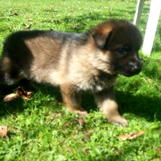 Image pour l'annonce SUPERBES CHIOTS BERGER ALLEMAND LOF