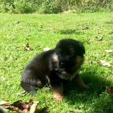 Image pour l'annonce SUPERBES CHIOTS BERGER ALLEMAND LOF
