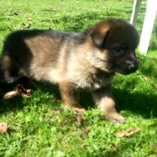 Image pour l'annonce SUPERBES CHIOTS BERGER ALLEMAND LOF