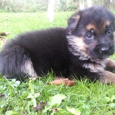 Image pour l'annonce SUPERBES CHIOTS BERGER ALLEMAND LOF
