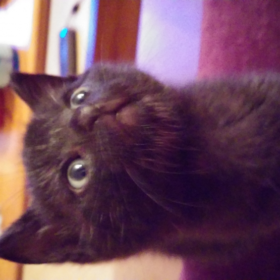 Image pour l'annonce Donne chaton