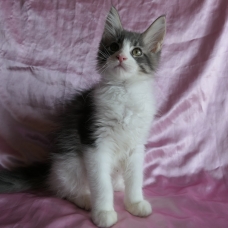 Image pour l'annonce Splendide Chaton maine coon mâle Loof