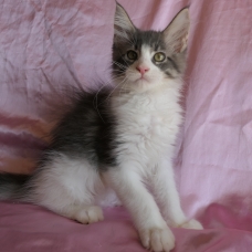 Image pour l'annonce Splendide Chaton maine coon mâle Loof