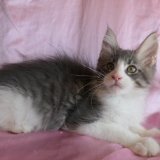 Image pour l'annonce Splendide Chaton maine coon mâle Loof