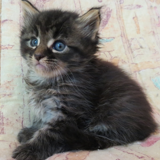 Image pour l'annonce Chatons maine coon brown femelles