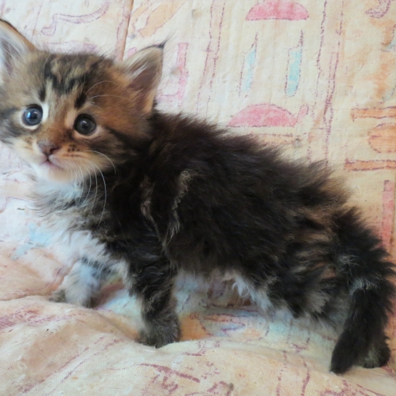 Image pour l'annonce Chatons maine coon brown femelles
