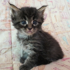 Image pour l'annonce Chatons maine coon brown femelles