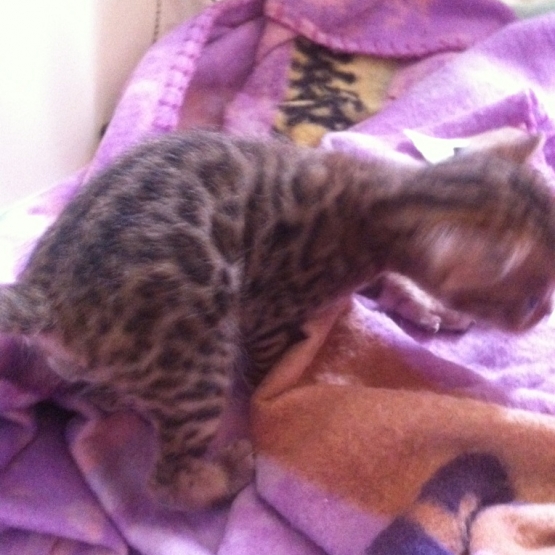 Image pour l'annonce vends chaton mâle bengal.