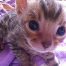 Image pour l'annonce vends chaton mâle bengal.