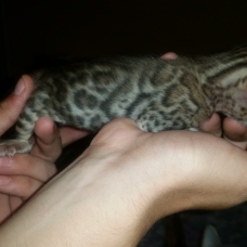 Image pour l'annonce vends chaton mâle bengal.