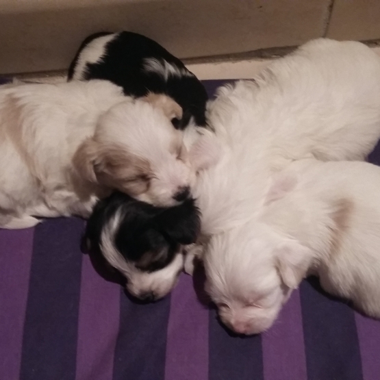 Image pour l'annonce Vends adorables chiots bichons