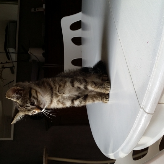 Image pour l'annonce donne deux chatons