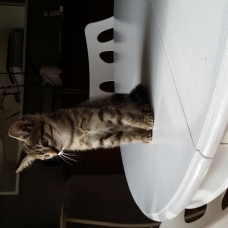 Image pour l'annonce donne deux chatons