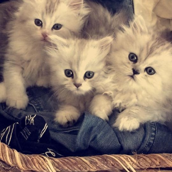 Image pour l'annonce A VENDRE ADORABLES CHATONS