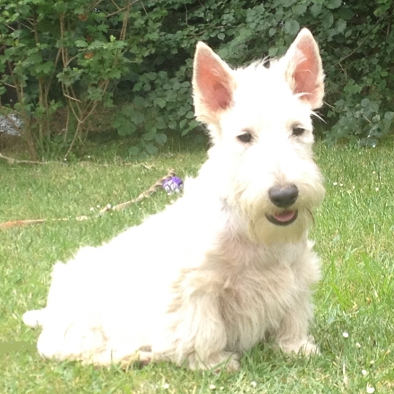 Image pour l'annonce Scottish Terrier froment disponible de suite