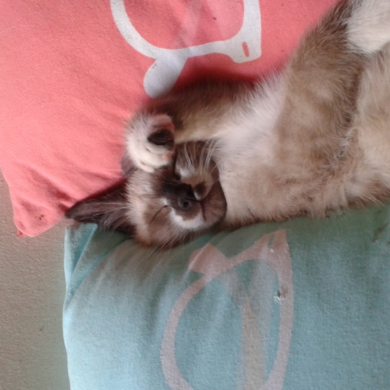 Image pour l'annonce DONNE CHATONS