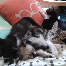 Image pour l'annonce DONNE CHATONS
