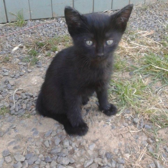 Image pour l'annonce Donne Chaton noir, sevré, disponible TOUT DE SUITE