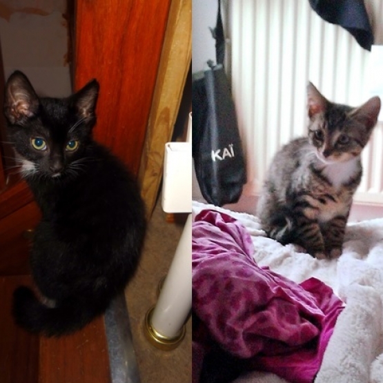 Image pour l'annonce Chatons câlins à adopter