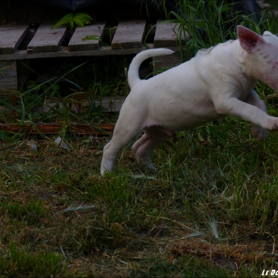 Image pour l'annonce Vends chiot Bull Terrier mâle
