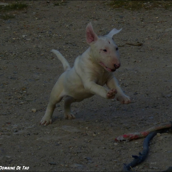 Image pour l'annonce Vends chiot Bull Terrier mâle