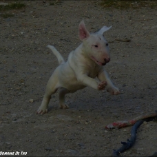 Image pour l'annonce Vends chiot Bull Terrier mâle