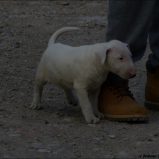 Image pour l'annonce Vends chiot Bull Terrier mâle