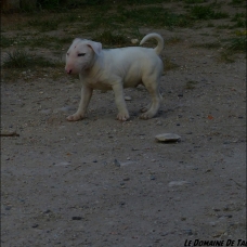 Image pour l'annonce Vends chiot Bull Terrier mâle