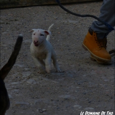 Image pour l'annonce Vends chiot Bull Terrier mâle