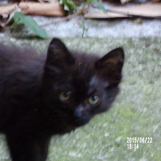 Image pour l'annonce Donne chaton trouvé de type york chocolat
