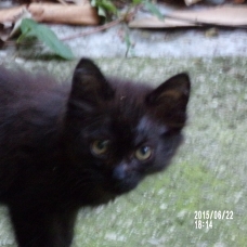Image pour l'annonce Donne chaton trouvé de type york chocolat