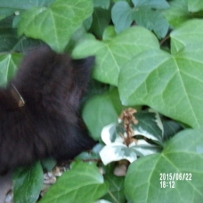 Image pour l'annonce Donne chaton trouvé de type york chocolat
